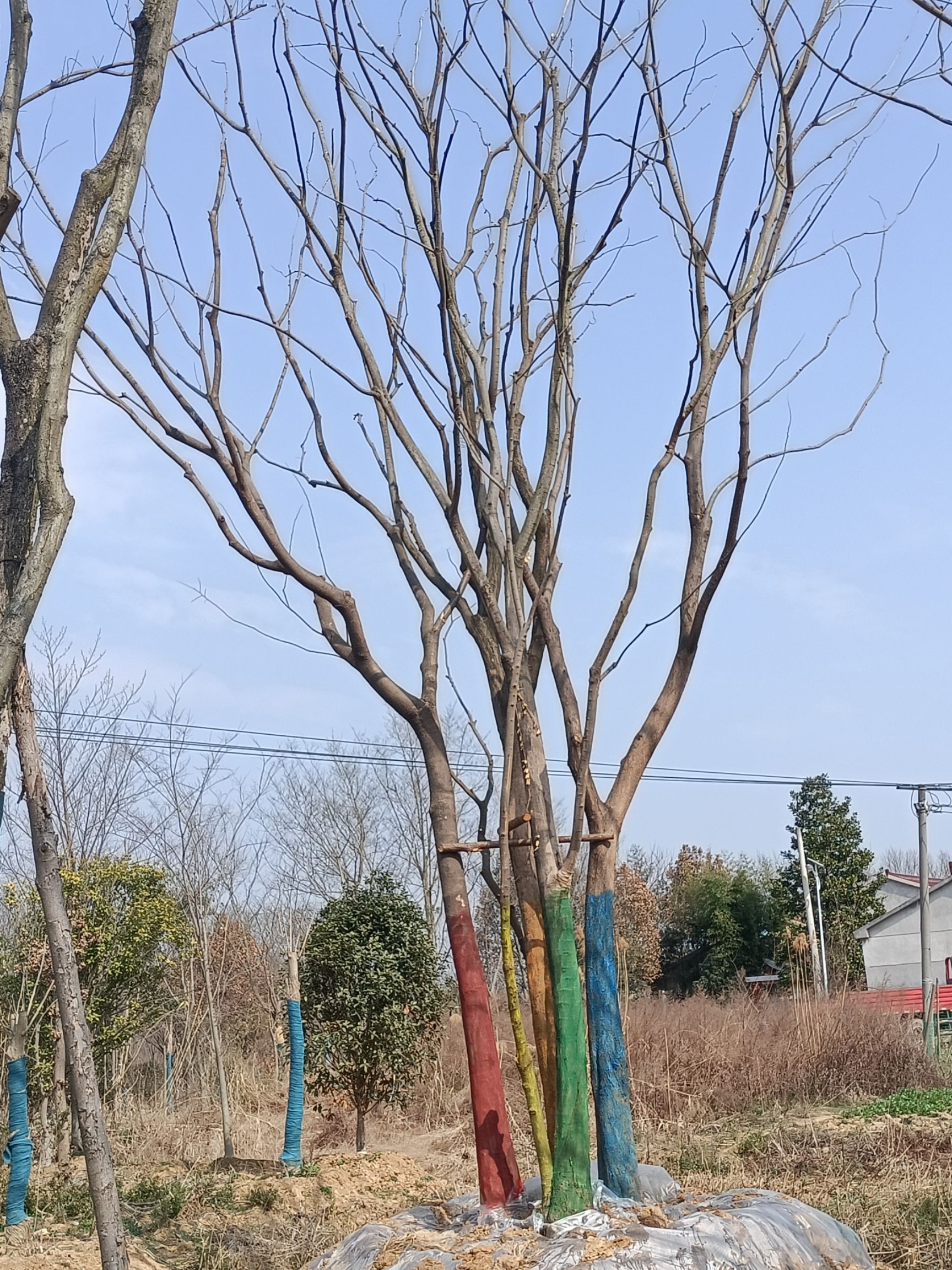  丛生朴树（每杆杆经8-20公分）。货源足
