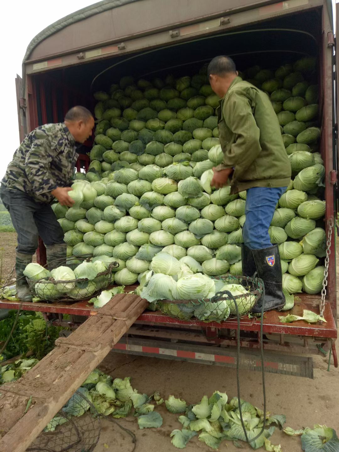 绿包菜 湖南省岳阳市君山区 3.0~3.5斤 