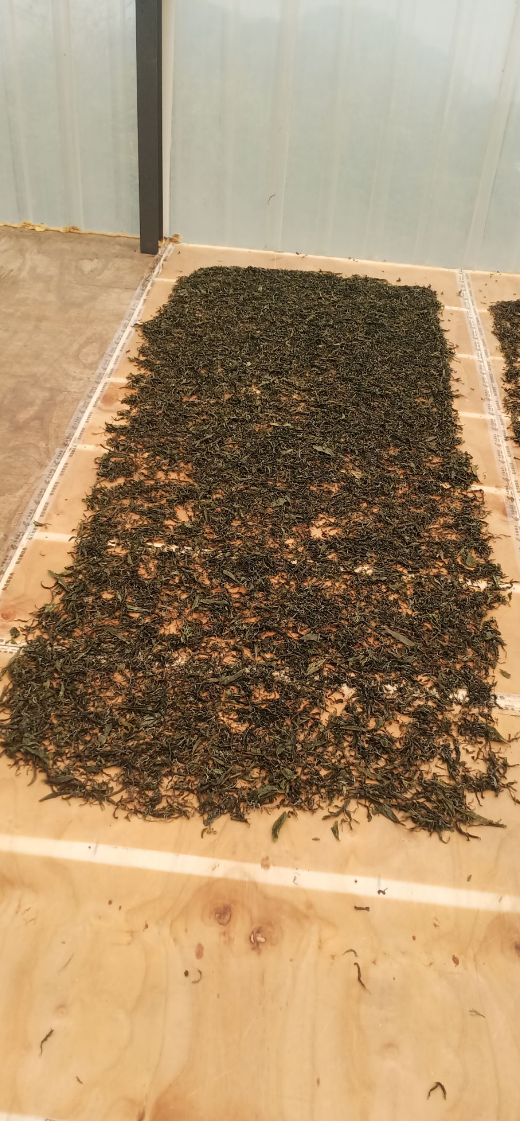 古树茶 昔归大树，老树，古树单株