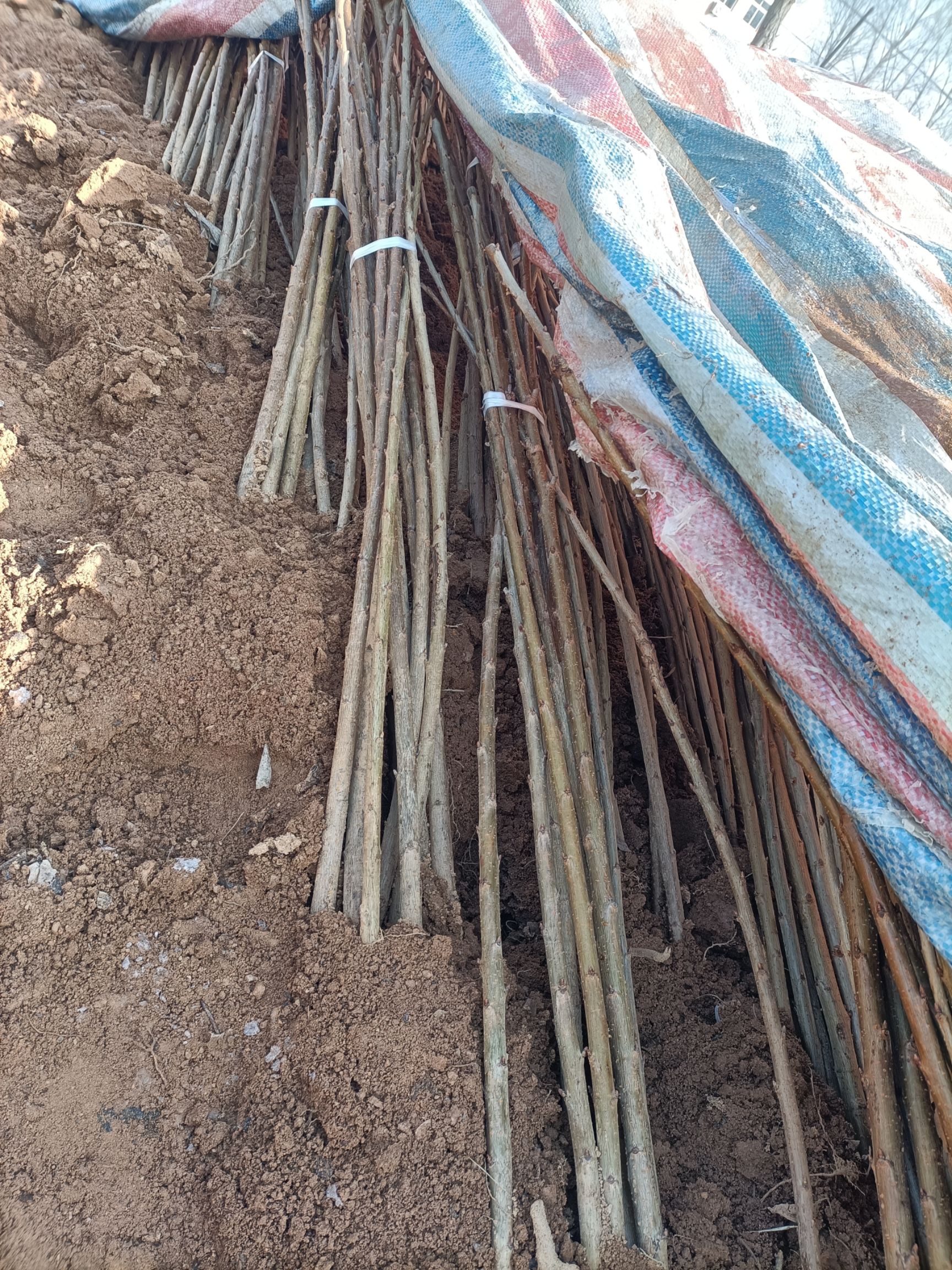 沙王樱桃苗 沙王，俄8樱桃苗