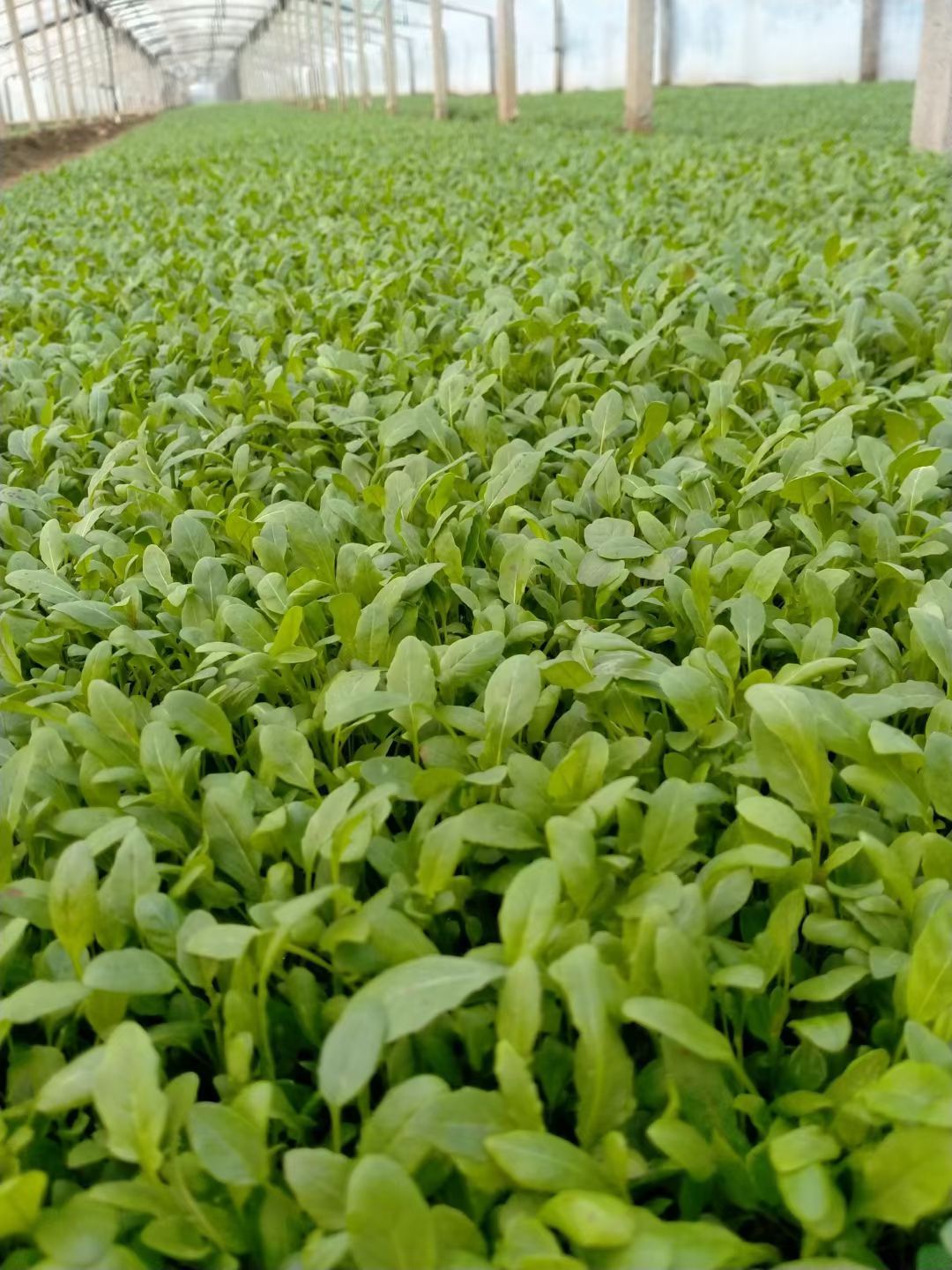  美丽月见草，自己种的，出货了，定购中，大量有