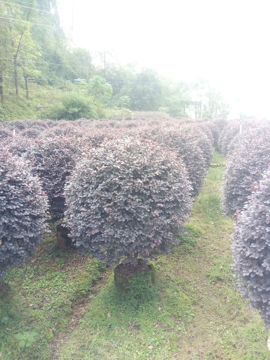 黑珍珠红继木  红继木