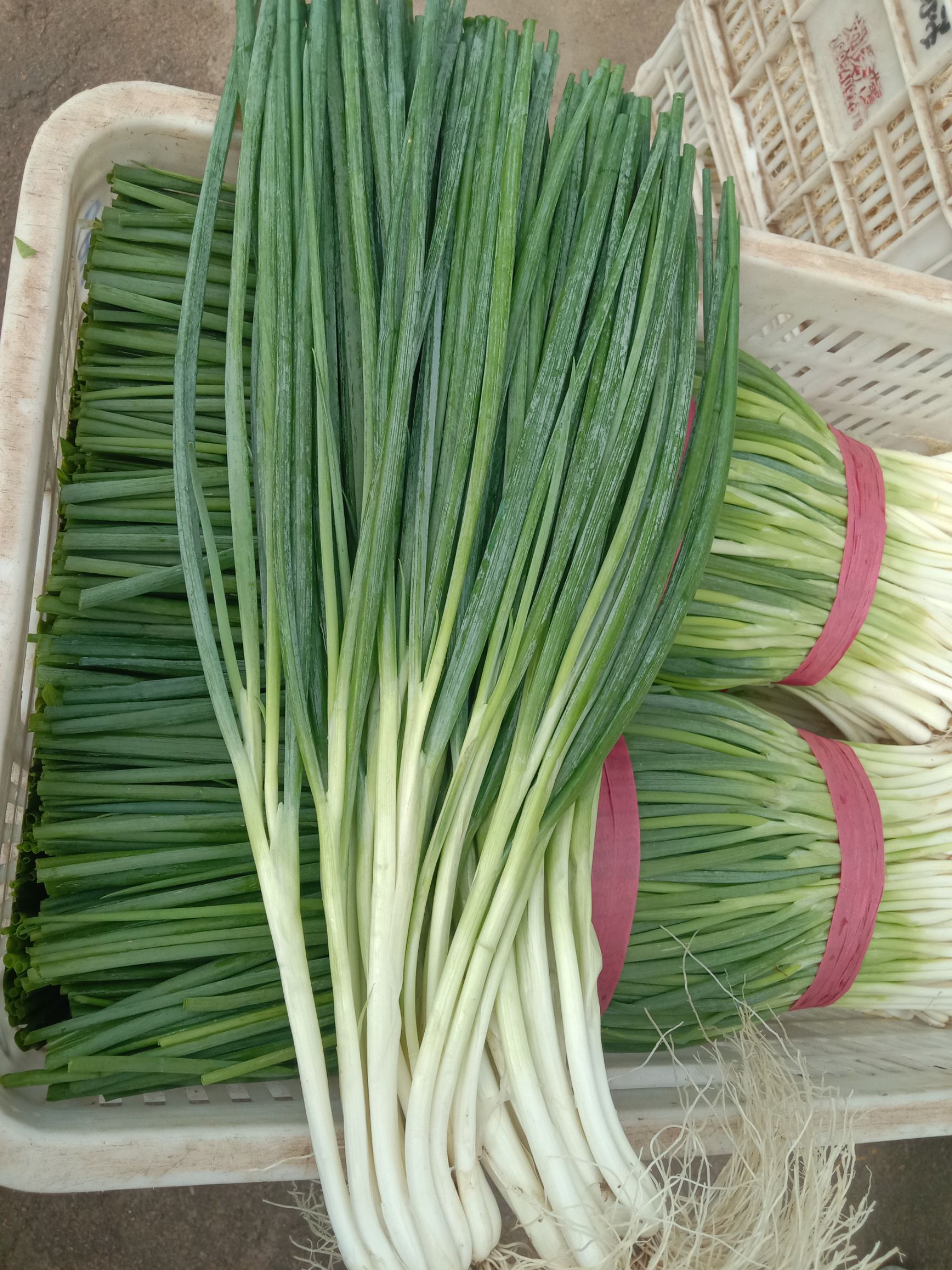  营健精品上海小香葱大量上市，质量好欢迎电商，大型超市来订单，