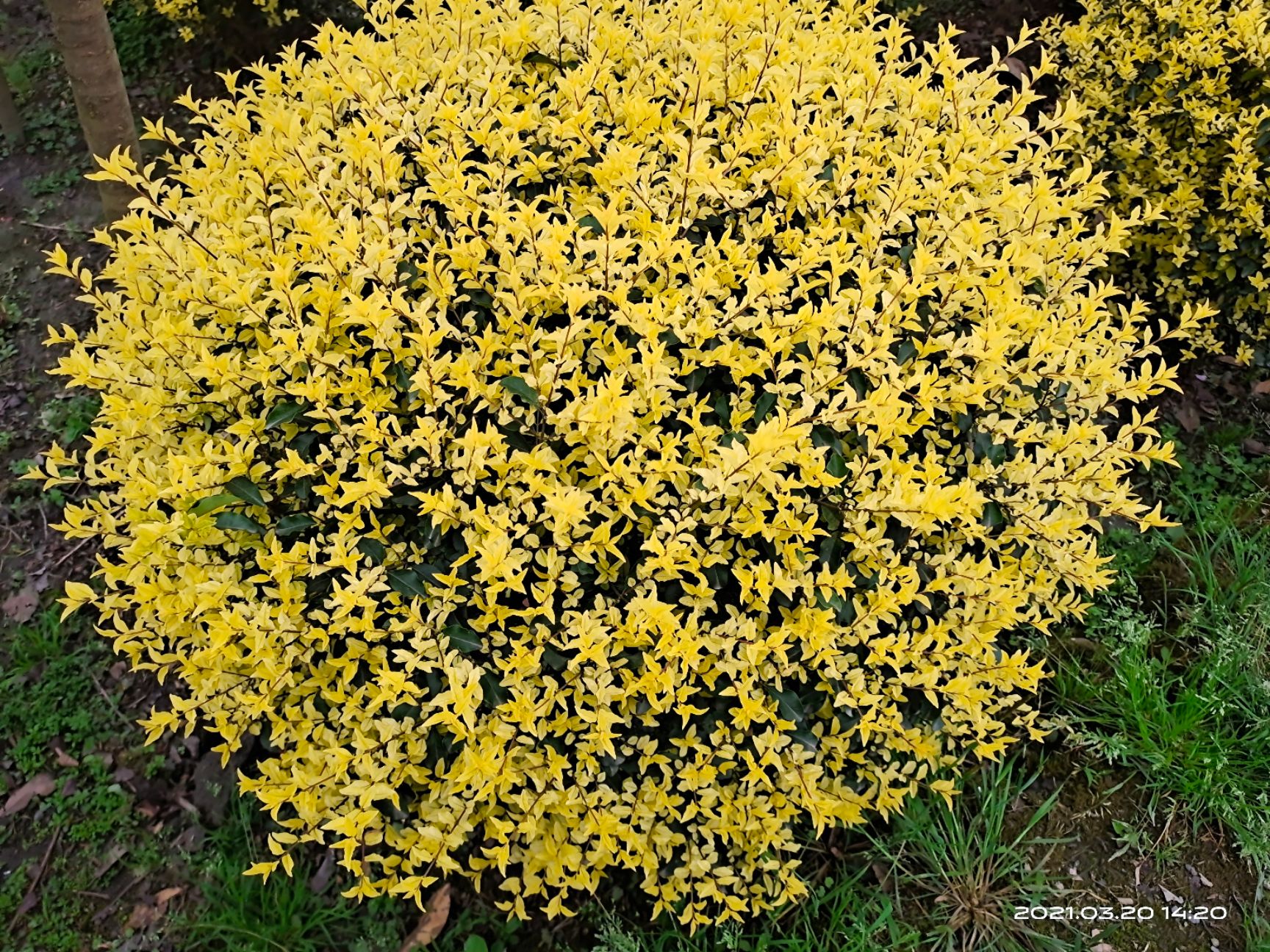  出售金禾女贞球，80－120cm都有