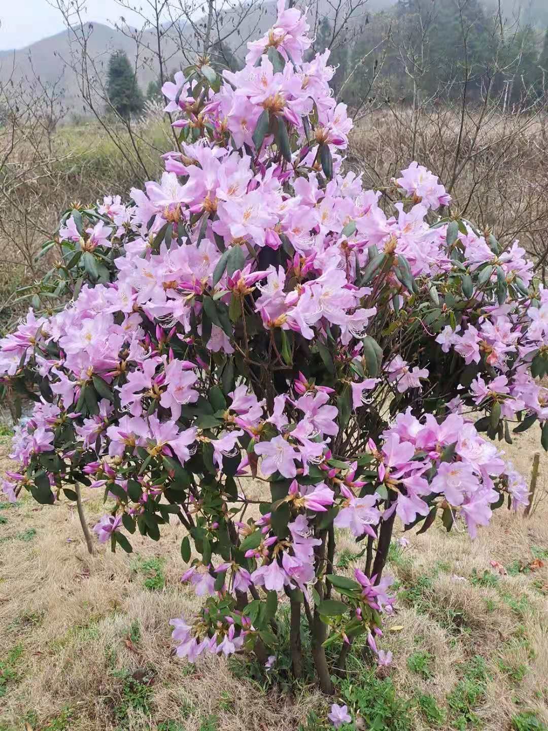 高山杜鹃 国旗红映山红、秀雅映山红、粉红映山红、黄花映山红等大小苗