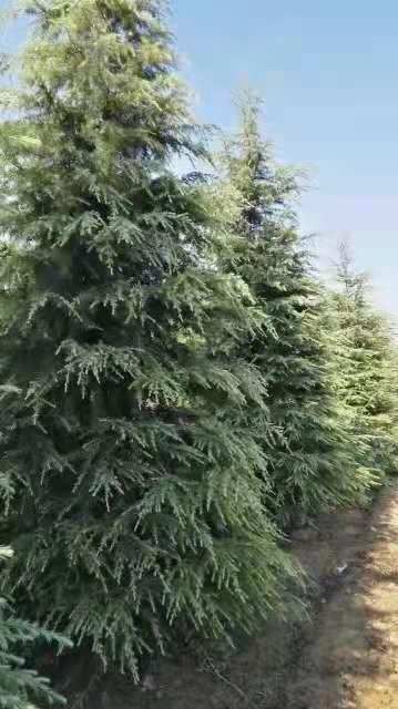 喜马拉雅雪松  河南雪松直销一手货源
