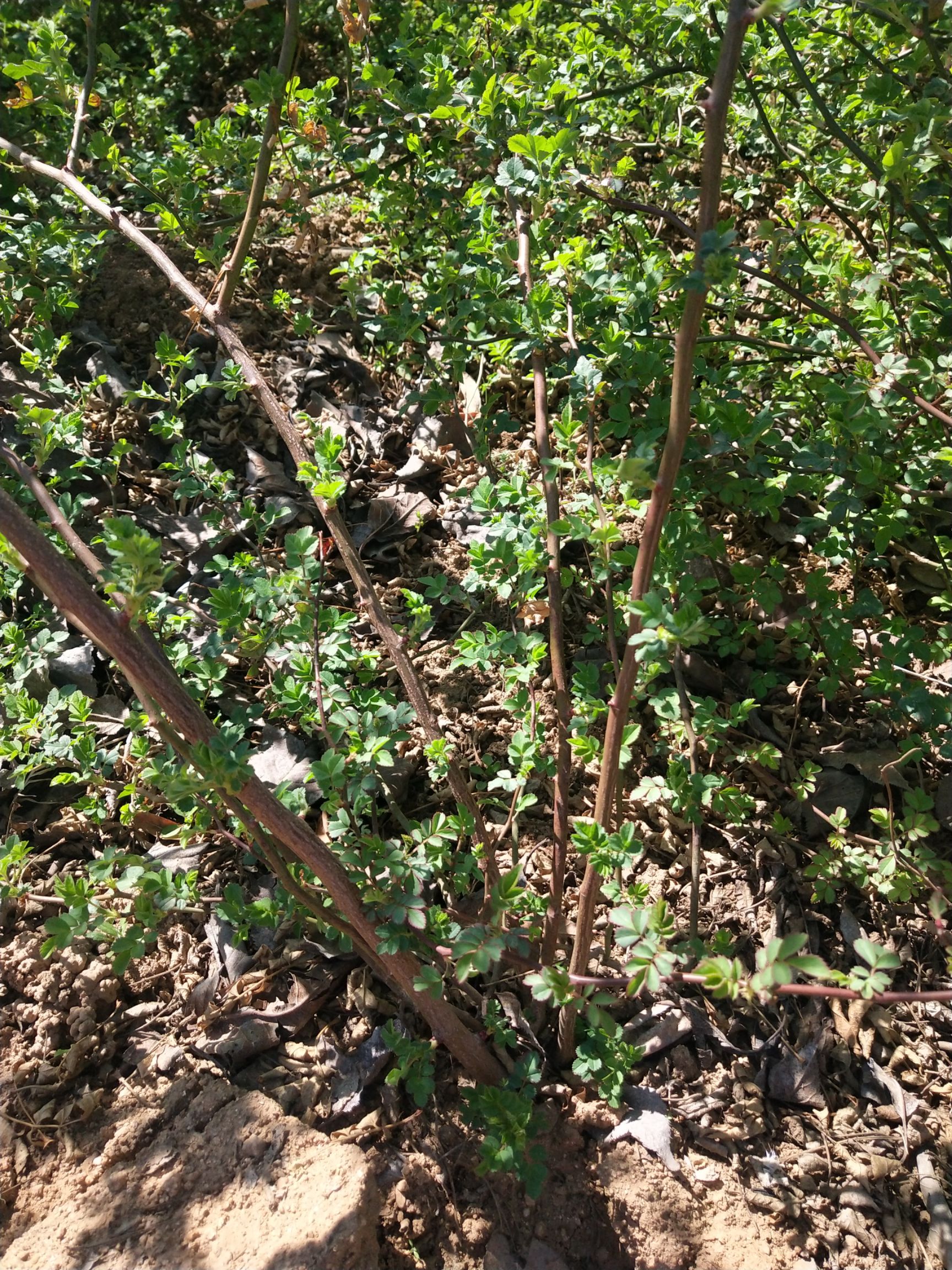 自己苗圃优质扶芳藤，三分枝，质量保证