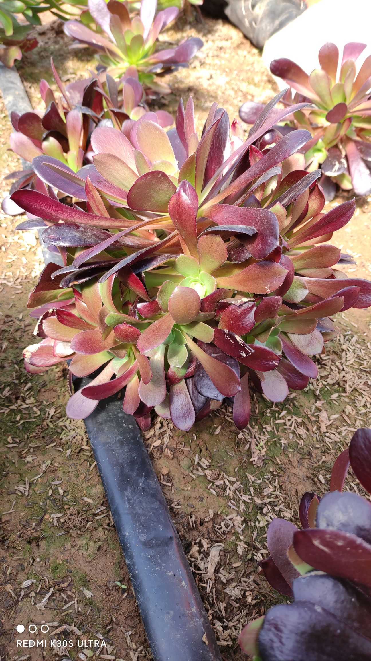 多肉法师。超大多头捧花