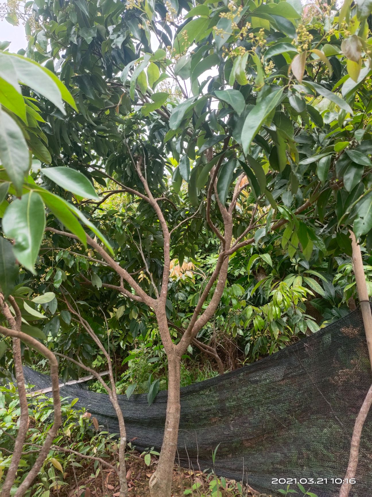 桂味荔枝苗  桂味荔枝嫁接大苗！核小肉厚！果肉脆甜！正品嫁接