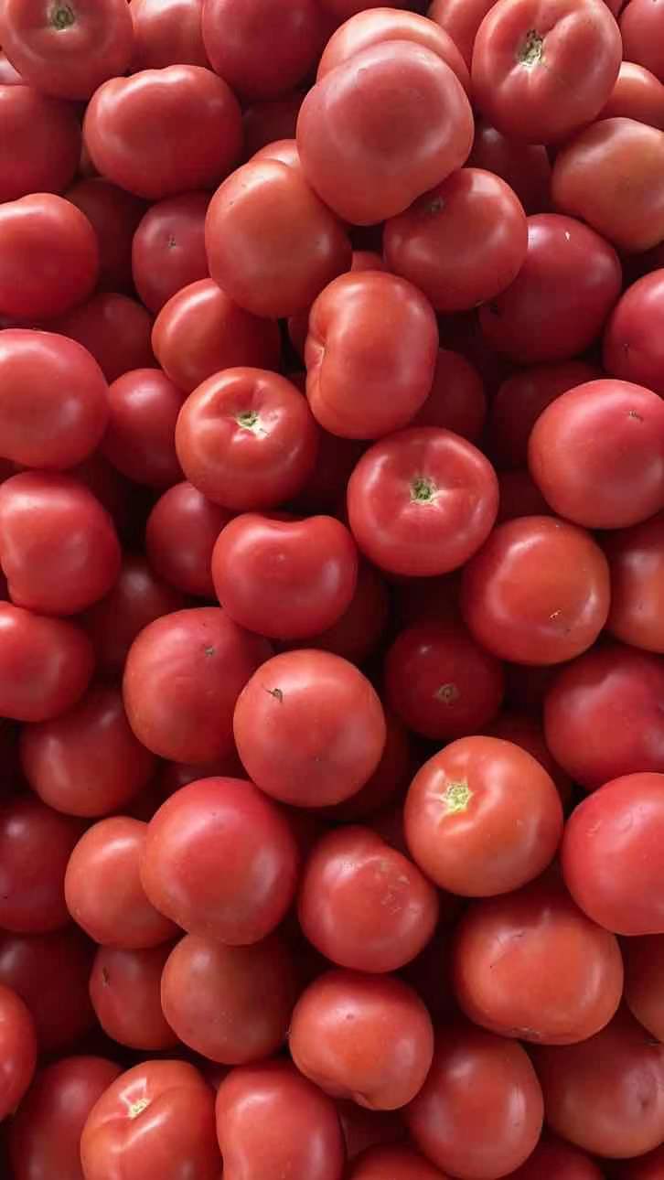 硬粉西红柿,货量大,质量好