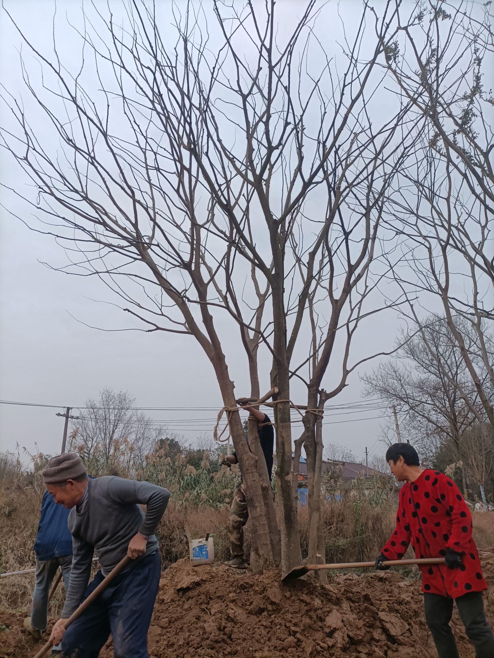  丛生朴树（每杆杆经8-20公分）。货源足