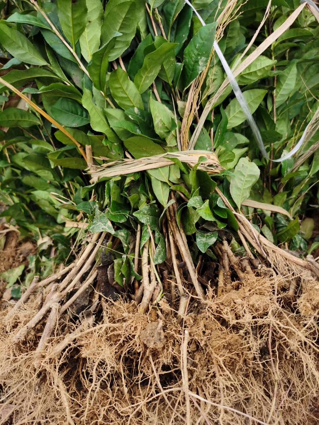 大叶种茶树苗  福鼎大亳茶苗云南大叶