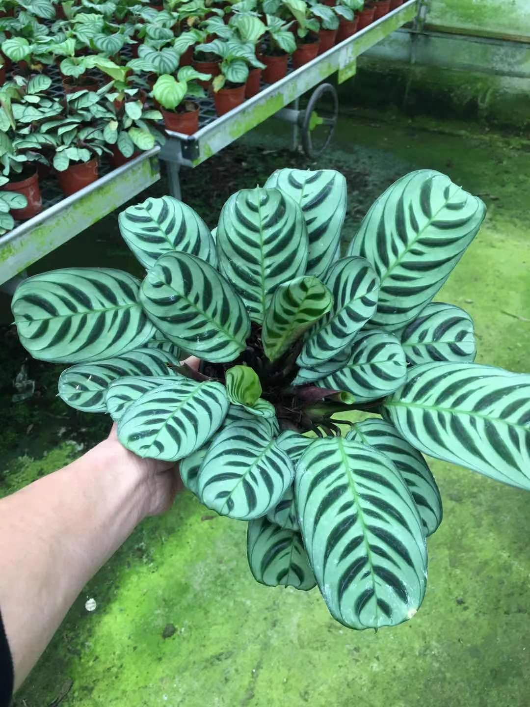  盆栽 孔雀竹芋  120大叶艾玛 110小叶艾玛