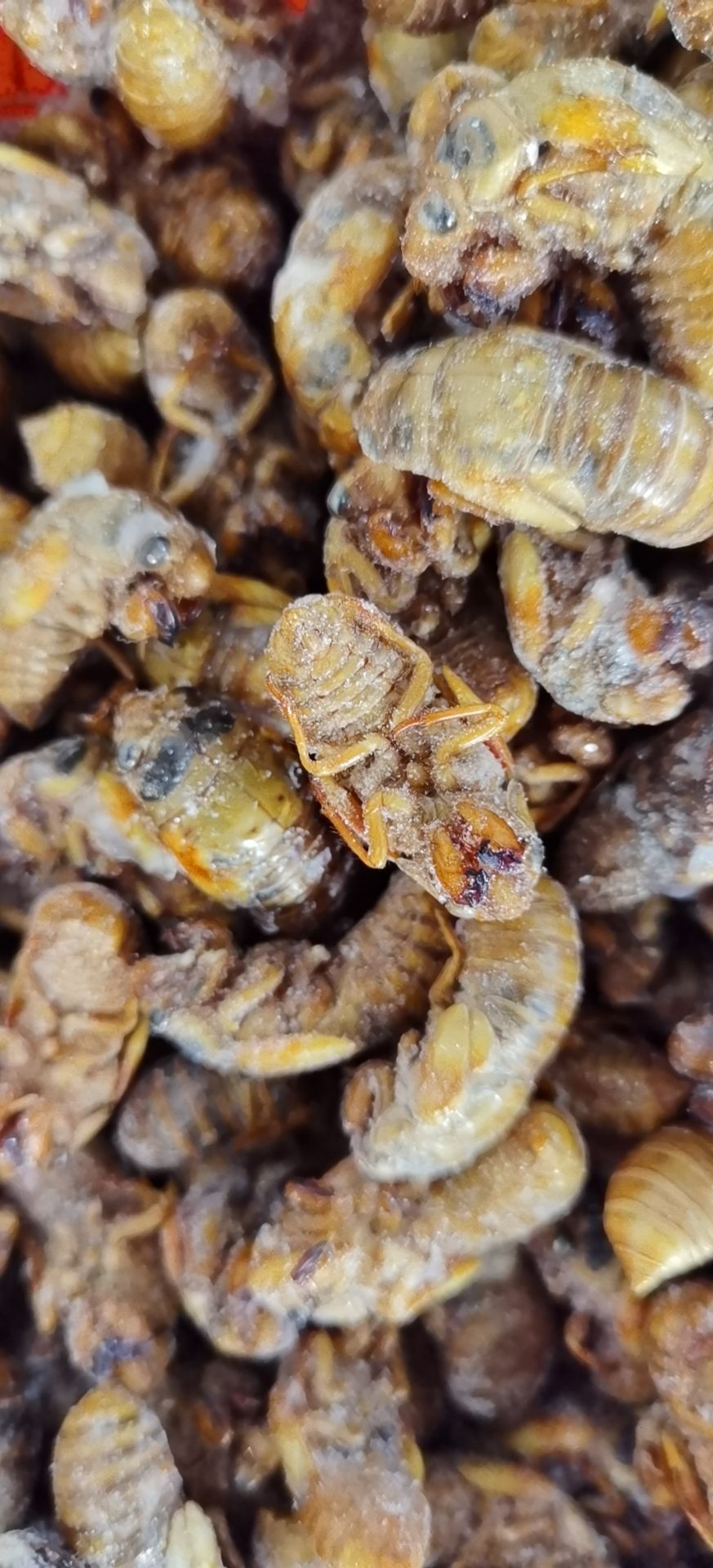 蝉蛹  黄金蝉，熟冻，质量好