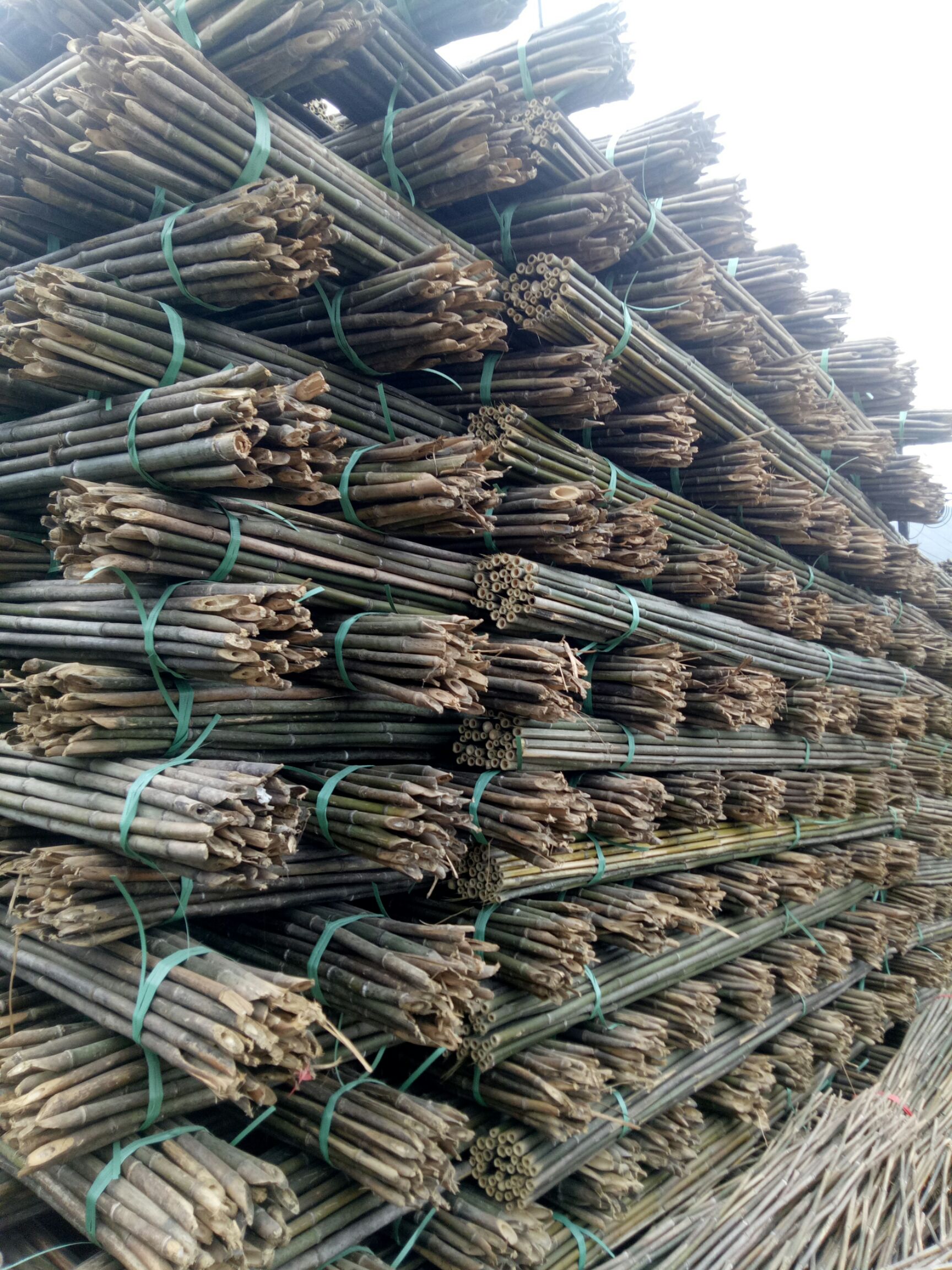 大量批发菜架竹，旗杆竹，竹片，支树杆，大棚竹，节短，璧厚。