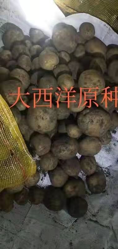 大西洋土豆种子  出粉率高的厉害