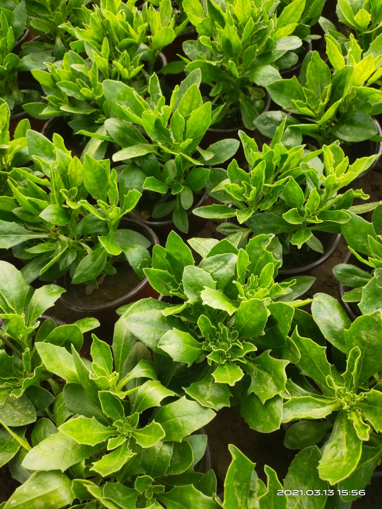 万寿菊苗  南非万寿菊价 南非万寿菊产地 南非万寿菊种植基地