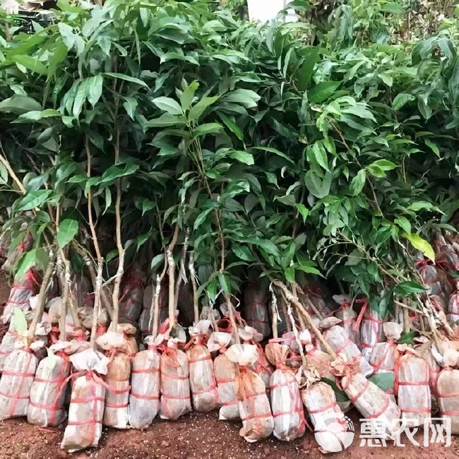 冰荔苗  荔枝树苗增城挂绿荔枝荔枝树苗冰荔枝苗广西灵山发