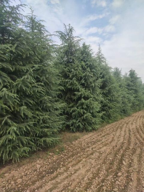 喜马拉雅雪松  河南雪松直销一手货源
