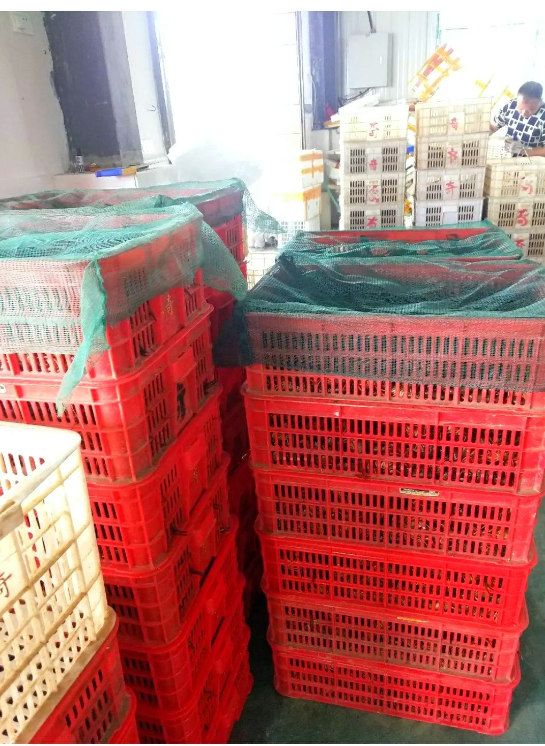 小龙虾  洪湖批发，产地直销，大青