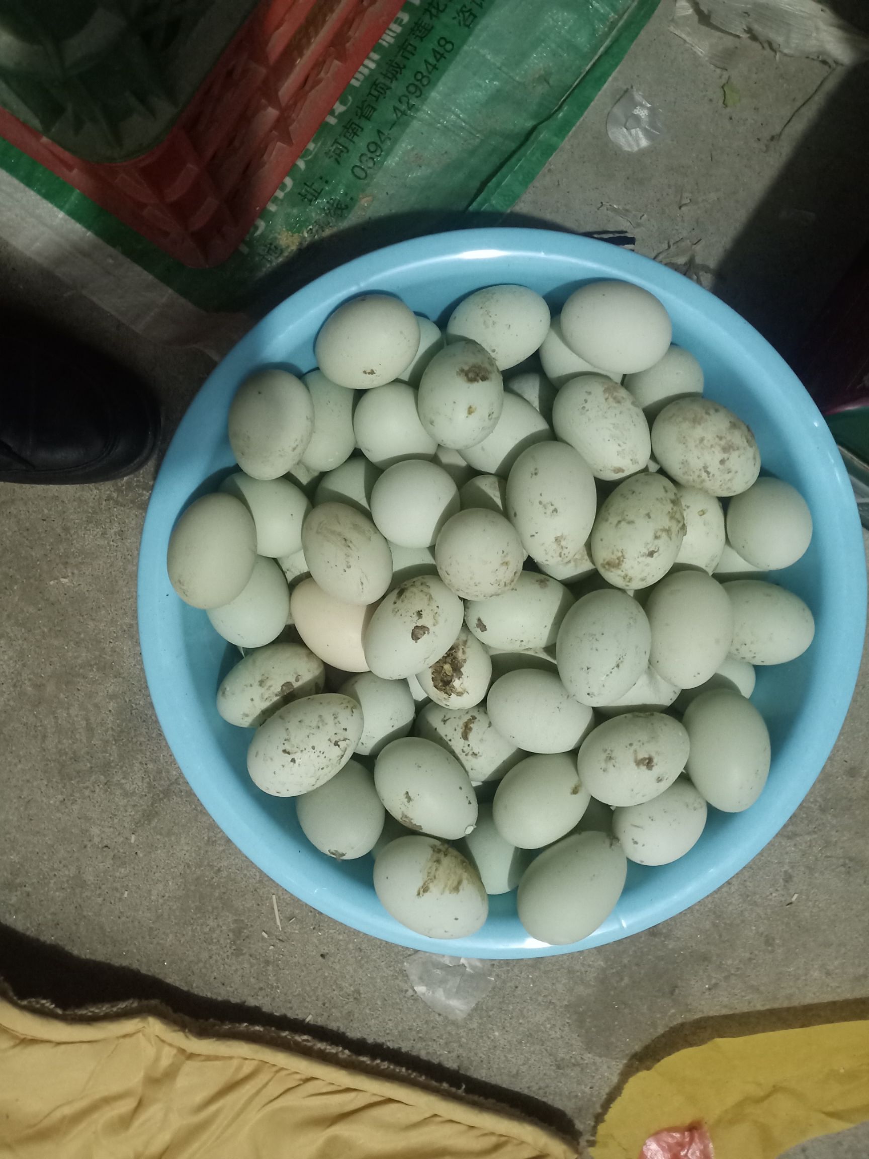 绿壳蛋 自家养纯笨鸡蛋