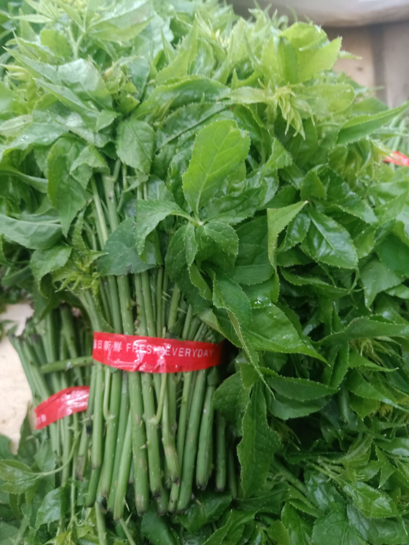 刺五加菜  云南普洱_药食同源_煮吃凉拌也可炒吃