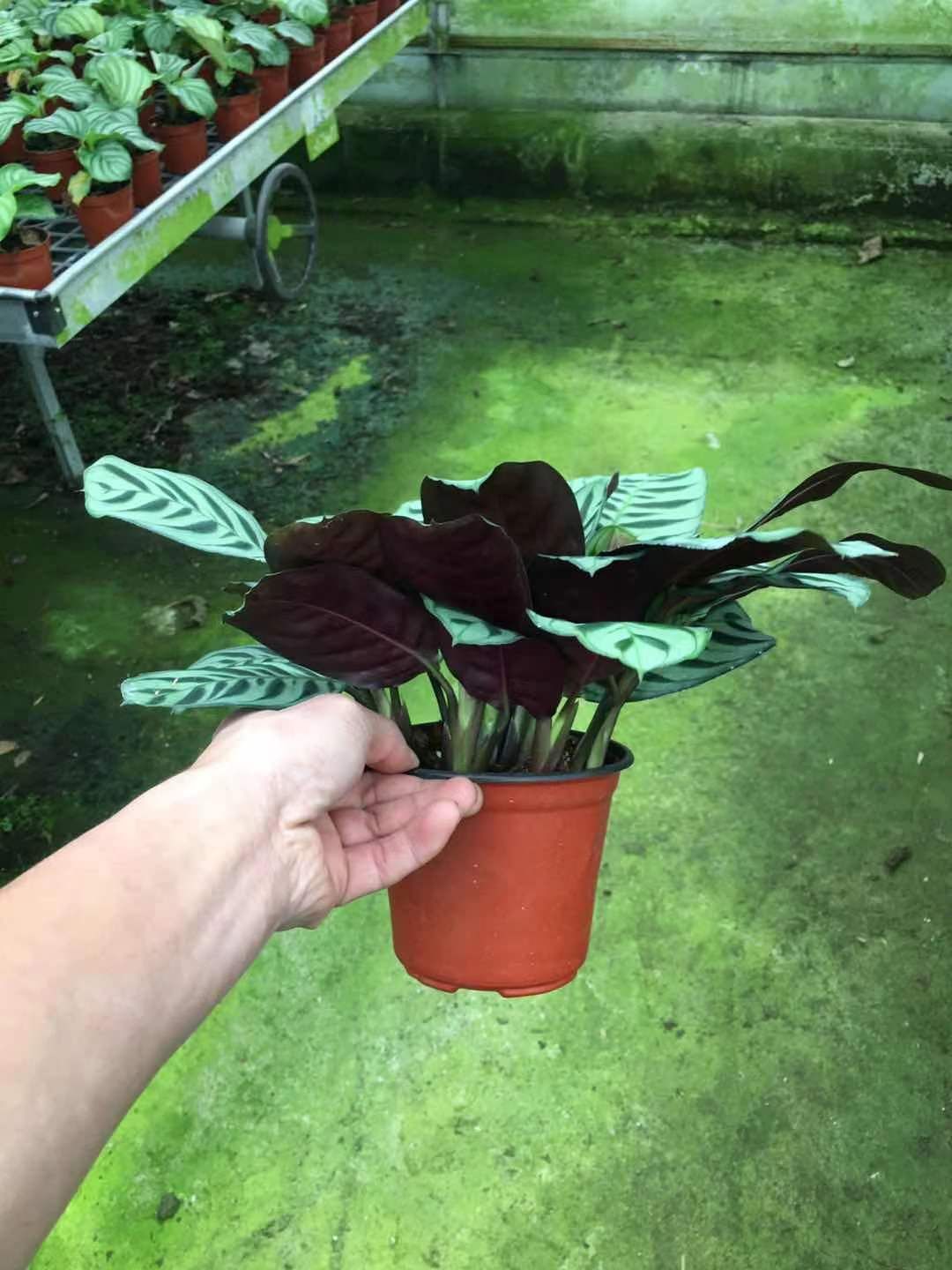  盆栽 孔雀竹芋  120大叶艾玛 110小叶艾玛