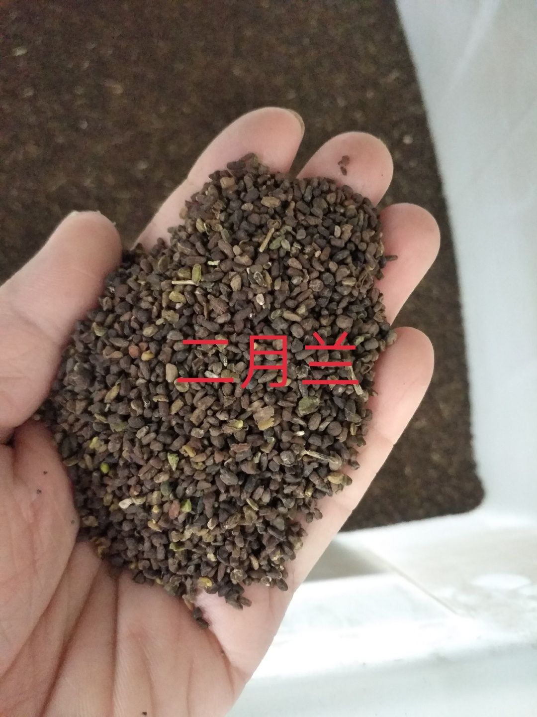 二月兰种子大量供应，春季3-4月观花品种,花海建植，绿肥