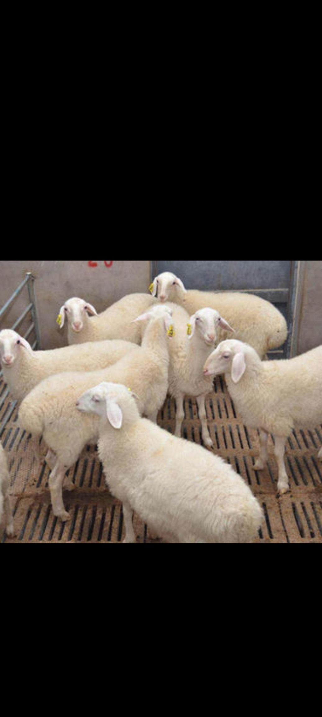 绵羊 纯种湖羊头胎怀孕母羊全国包邮可视频一对一进行选购