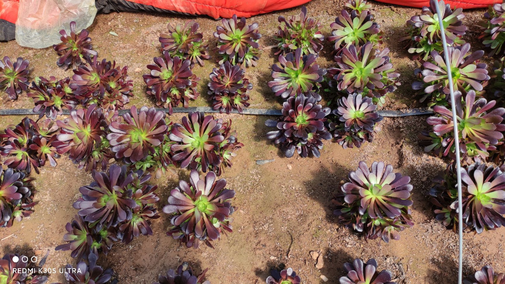 多肉法师。超大多头捧花