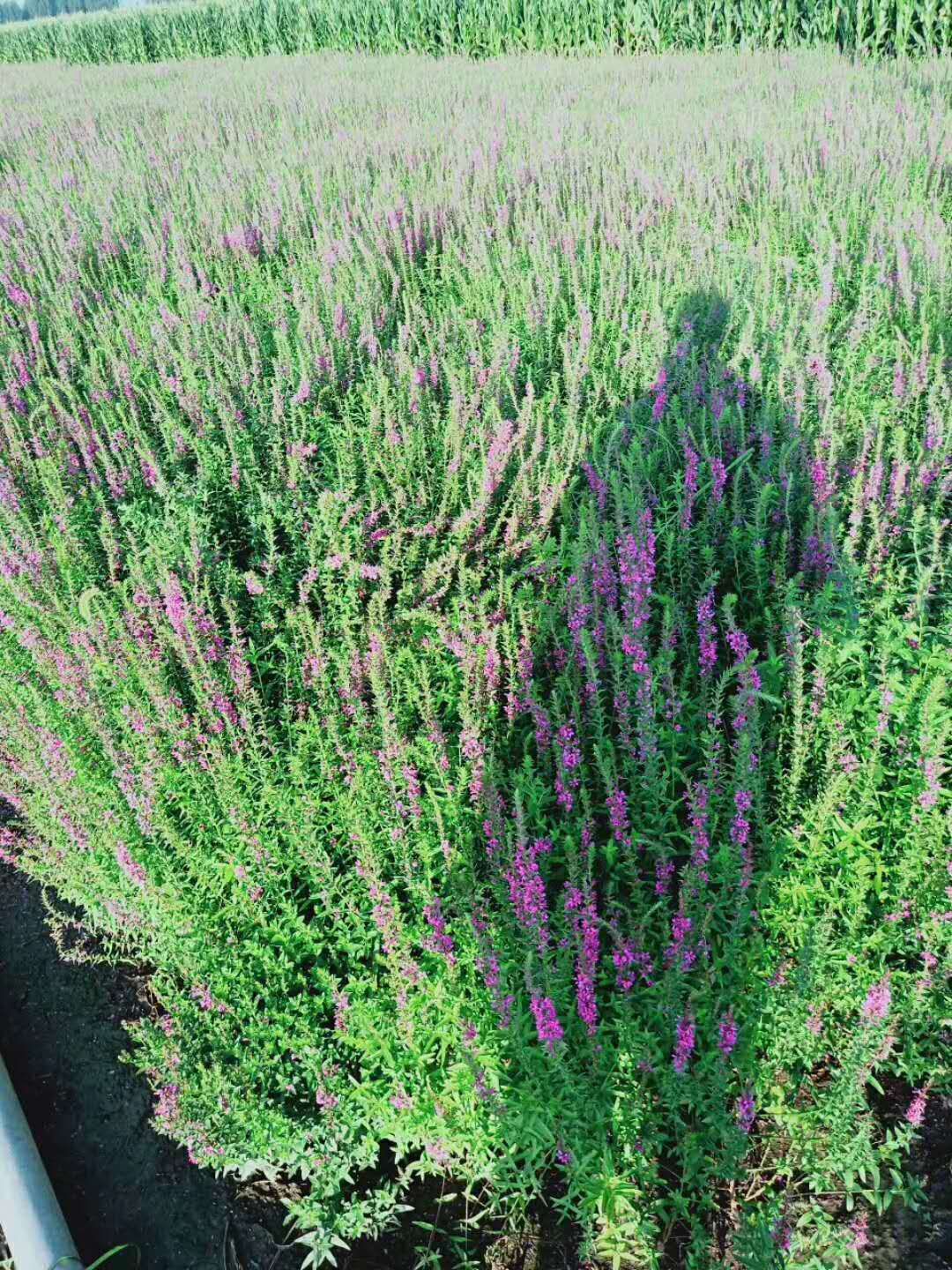 出售，荷花，睡莲，芦苇，千屈菜，人工浮岛，美人蕉，黄昌蒲……