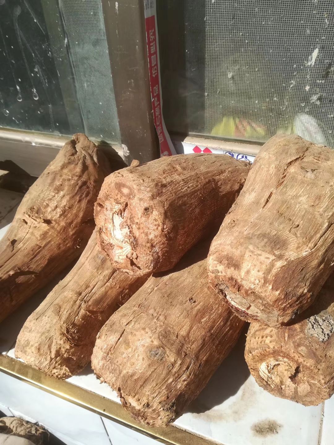 大黄种子  甘肃道地中药材马蹄大黄大黄苗