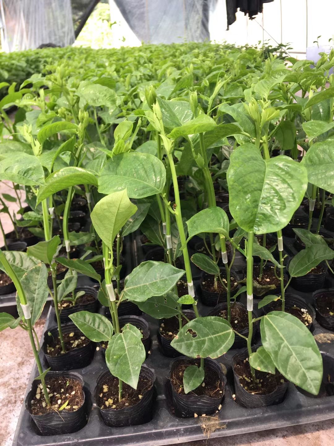 黄金百香果苗  木瓜百香果嫁接苗带营养杯发货