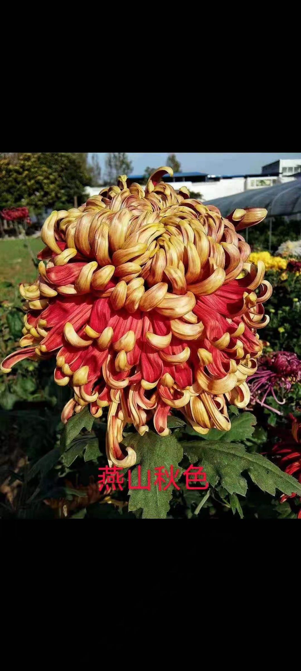 国庆菊 