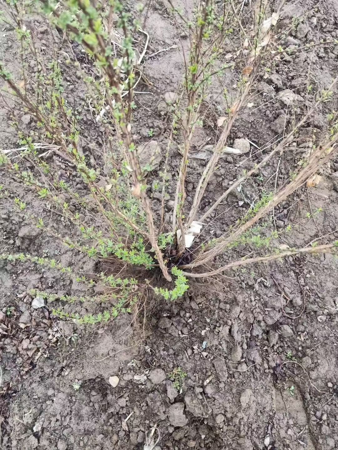 珍珠绣线菊 观赏喷雪花绿植 冬季干枝遇水开花 庭院绿植
