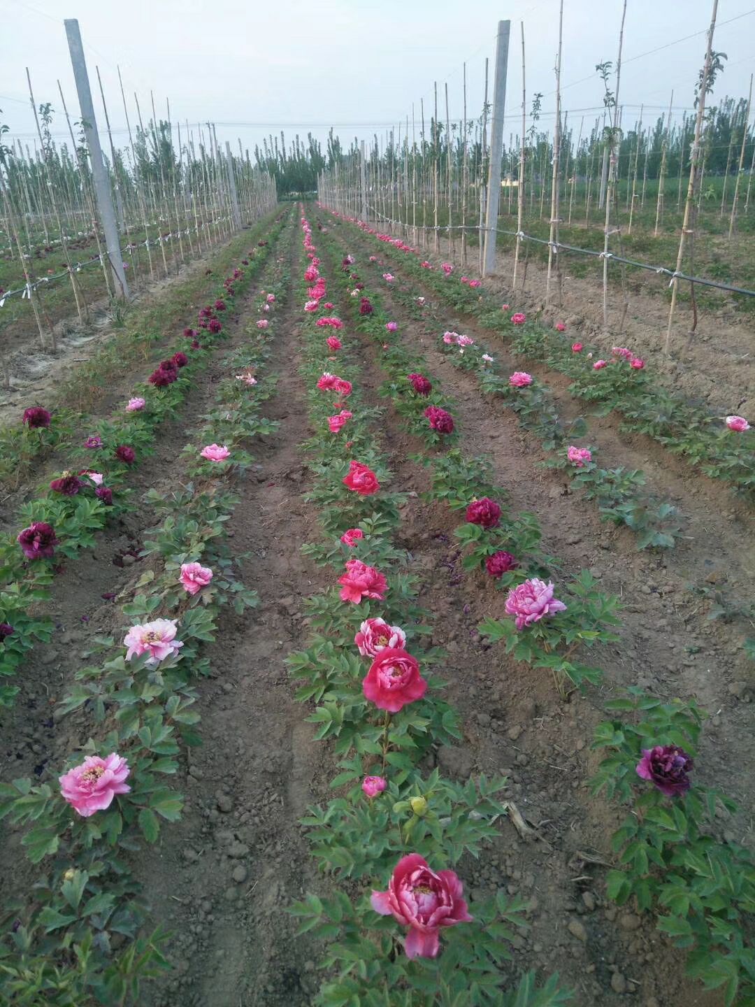 观赏牡丹  精品嫁接苗分株苗，菏泽基地直销，现要现挖，重瓣花