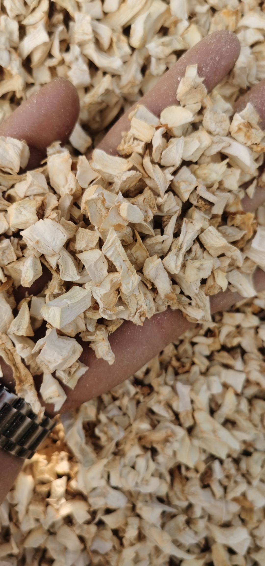 干杏鲍菇 杏鲍菇颗粒