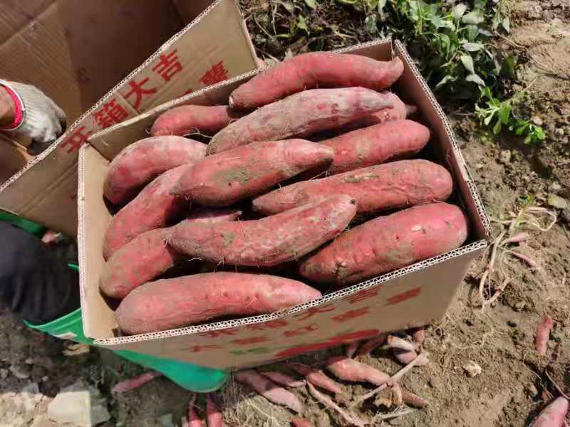 精品红薯，济薯26，加工薯，电商薯，品质好，价格优，长年供应