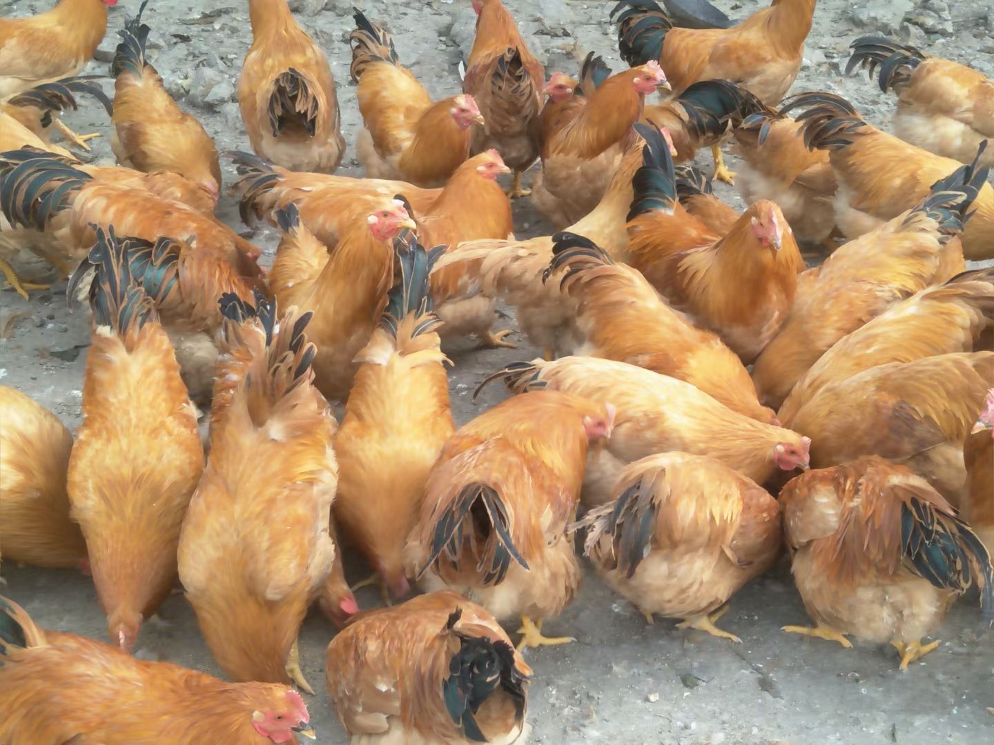 阉鸡 祝氏二号苗