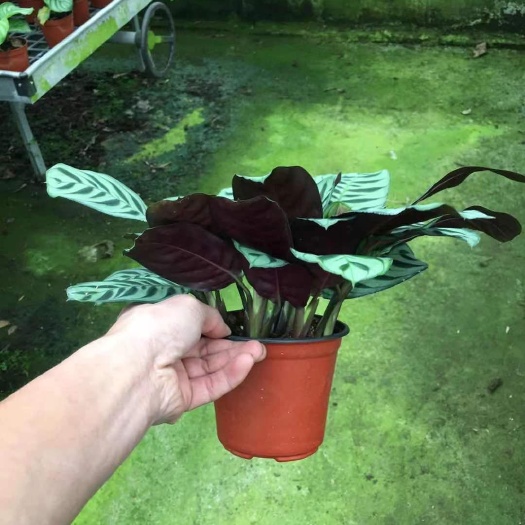 广州 盆栽 孔雀竹芋  120大叶艾玛 110小叶艾玛
