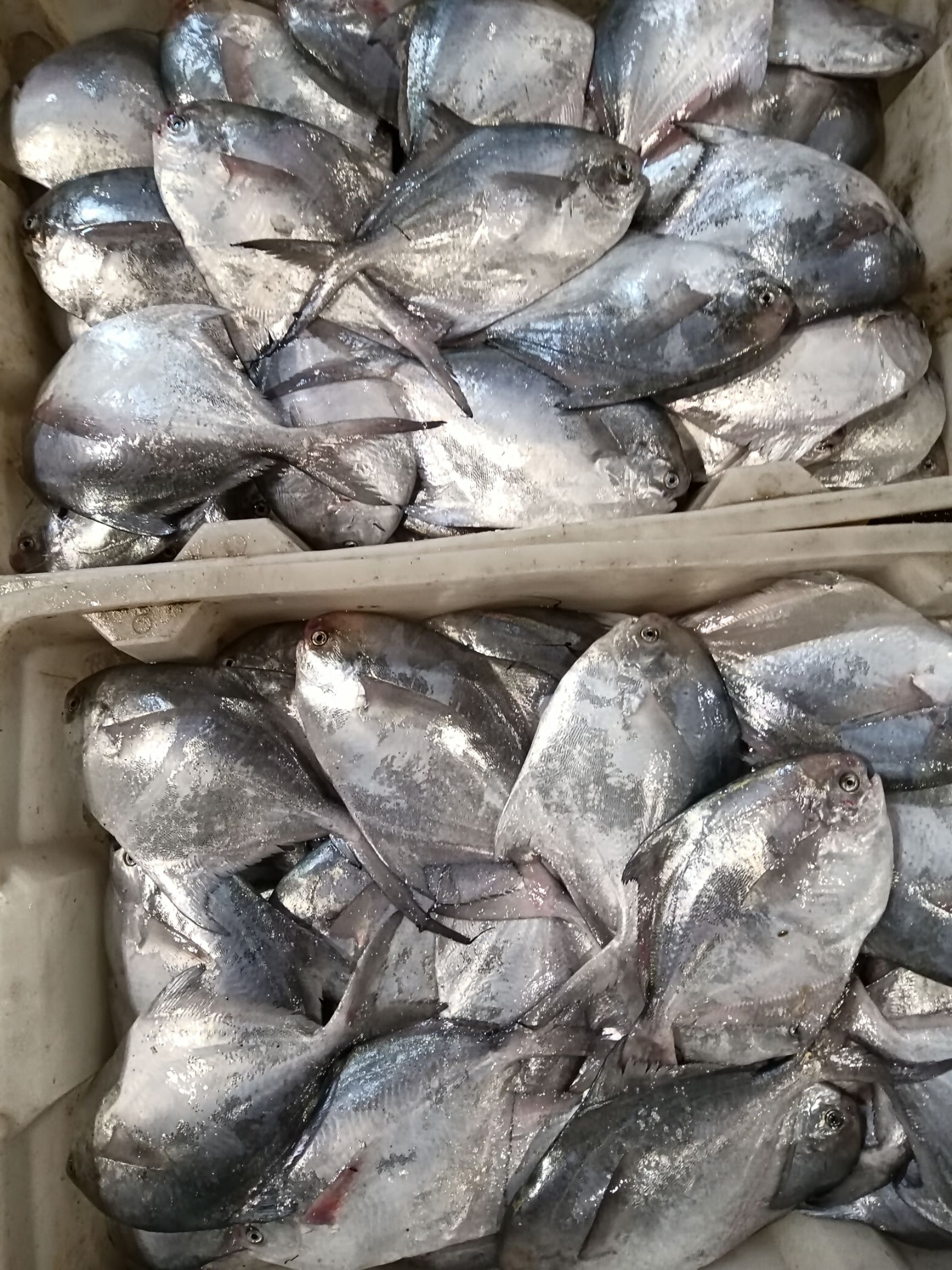 白鲳鱼 全磷鲳鱼，新鲜货