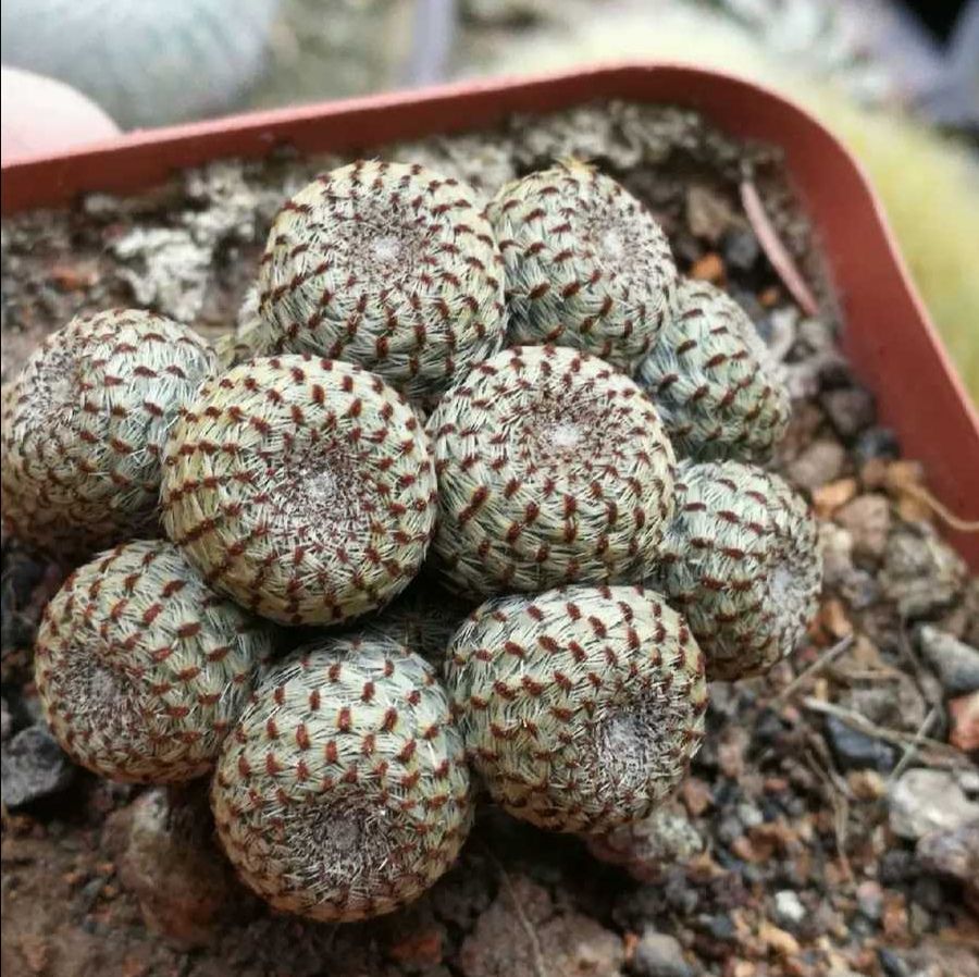  仙人球【橙宝山群生】