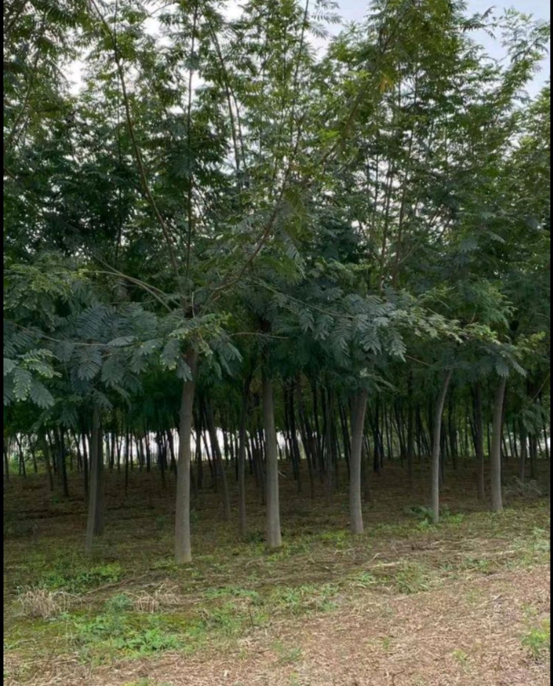 银合欢低价自种供应