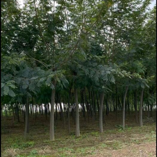 唐河县银合欢低价自种供应