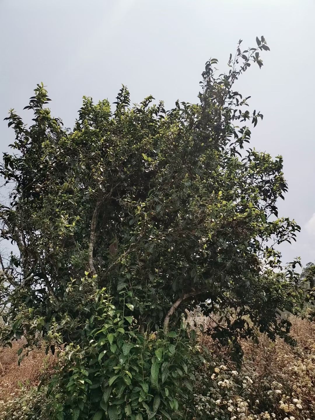 古树茶 云南高原土司贡茶