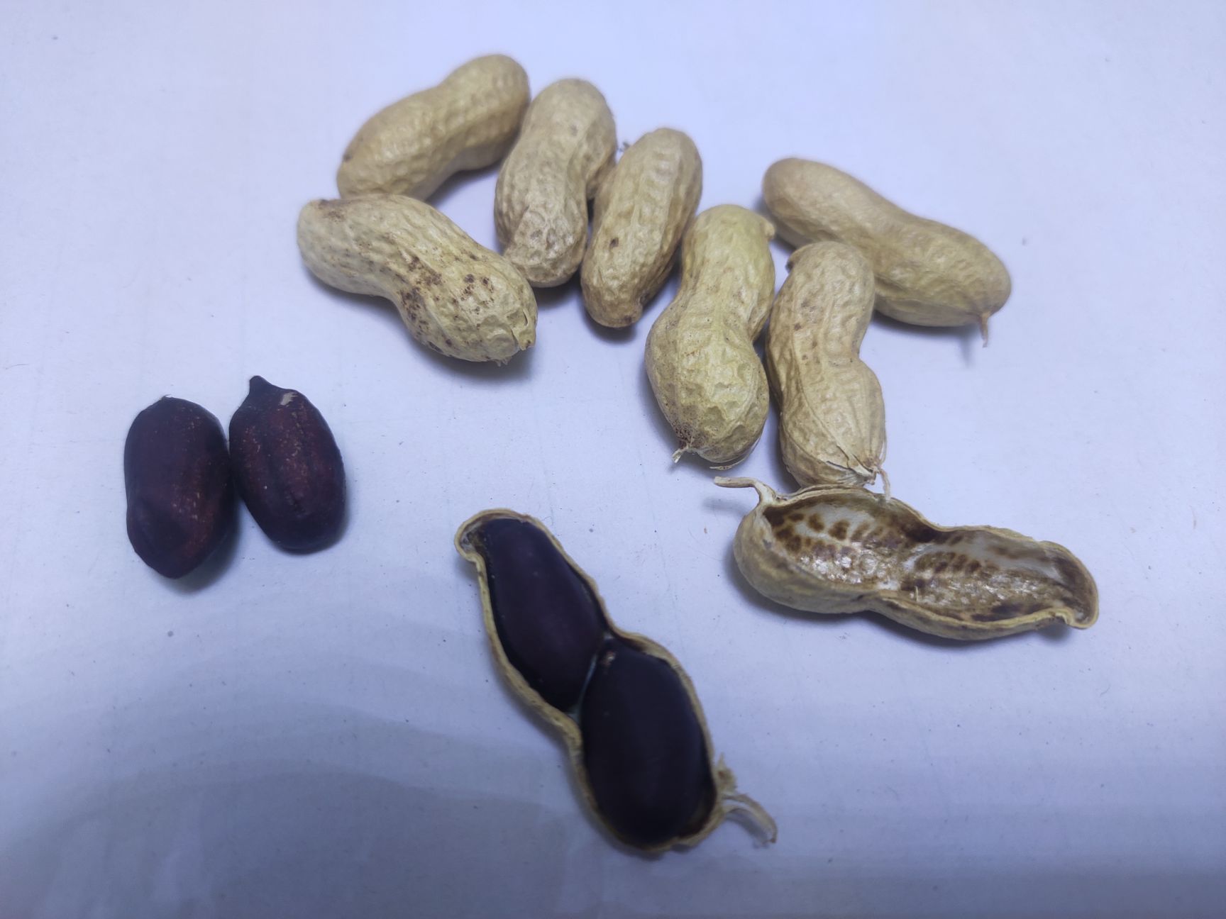 新黑花生新品种黑珍珠皮薄饱满出米率高