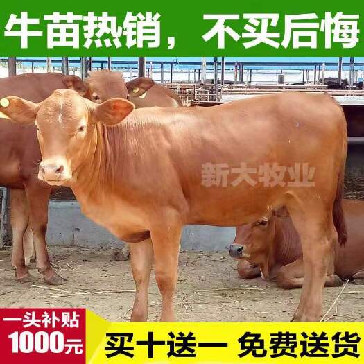 济宁黄牛  牛犊，肉牛犊，牛苗买十送一，免费送货
