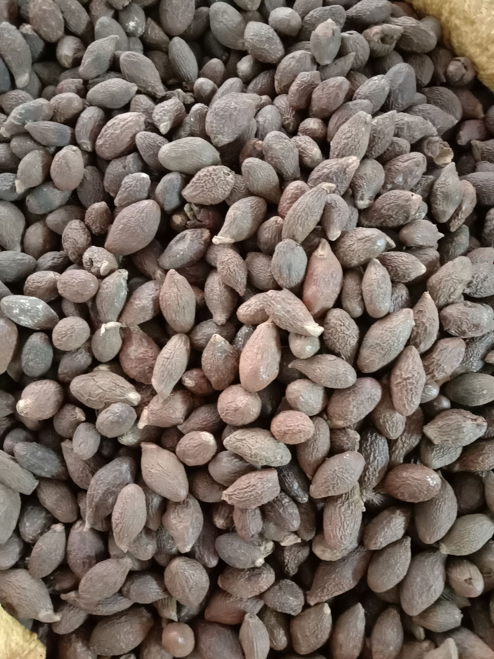 大海子  胖大海