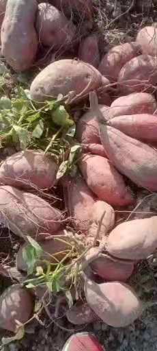 广东 西瓜红加工薯，三两起步，个头大，品质好，成品率高，需要