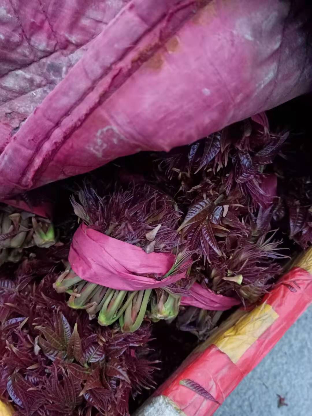 【支持一件代发】山西永济韩阳红油香椿